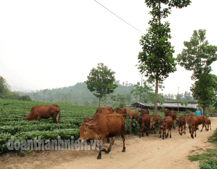 Đàn bò của gia đình Thuận